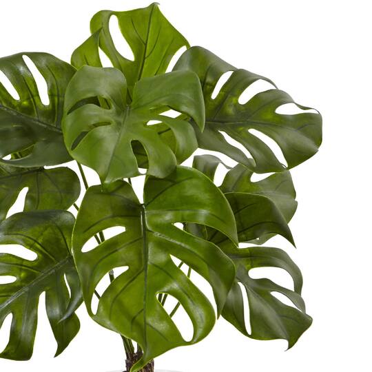2ft. Monstera Plant in Glass Vase